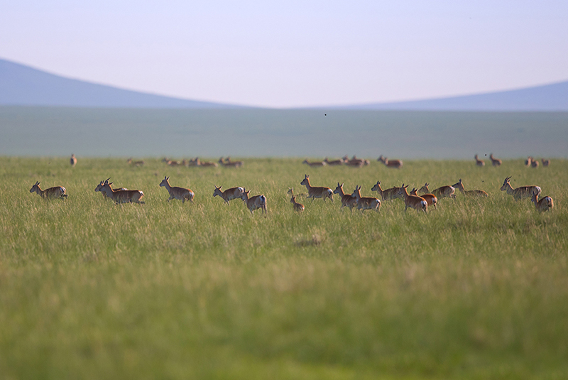 Mongolia wild animals 